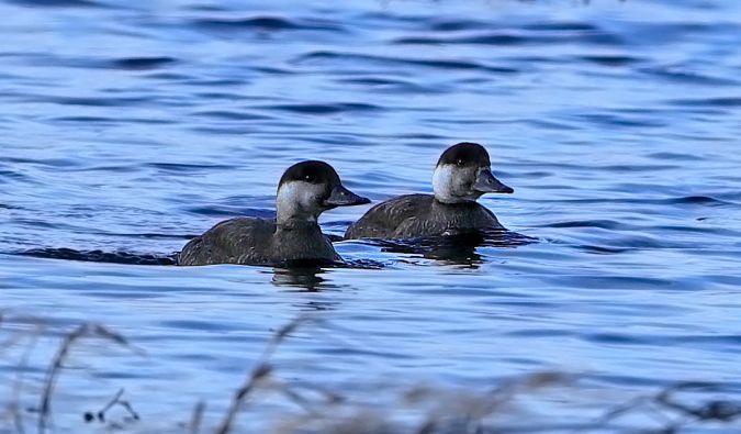 Macreuse noire  - Aurélien Audevard