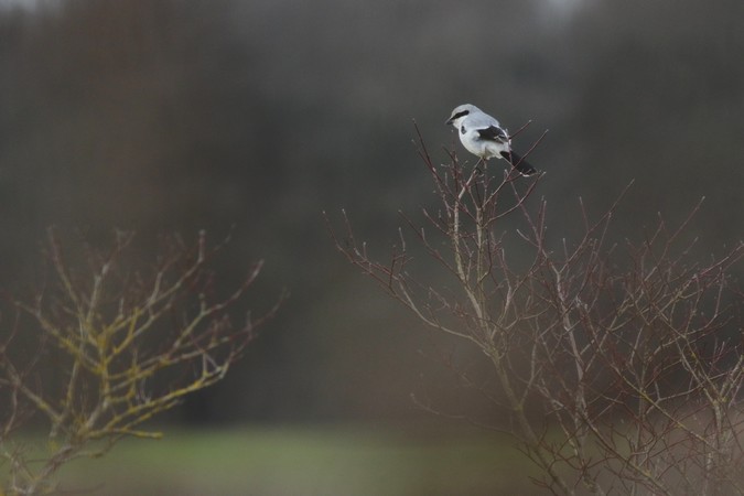 Pie-grièche grise  - Quentin Giraud