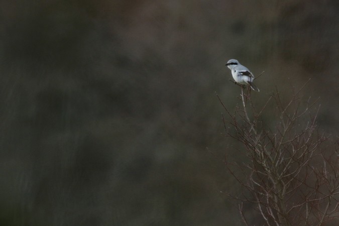 Pie-grièche grise  - Quentin Giraud