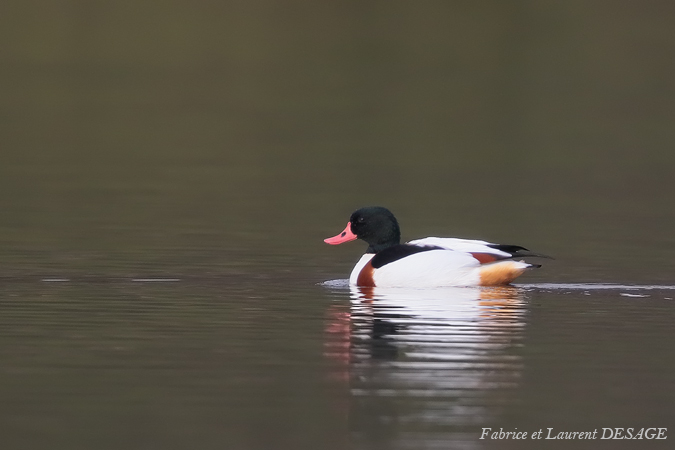 Tadorne de Belon  - Fabrice Desage