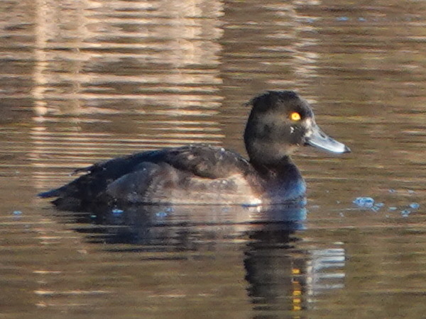 Fuligule morillon  - Frédéric Charrieau