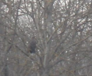 Pygargue à queue blanche  - Vincent Primault