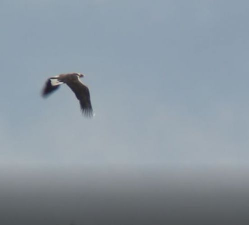 Pygargue à queue blanche  - Vincent Primault