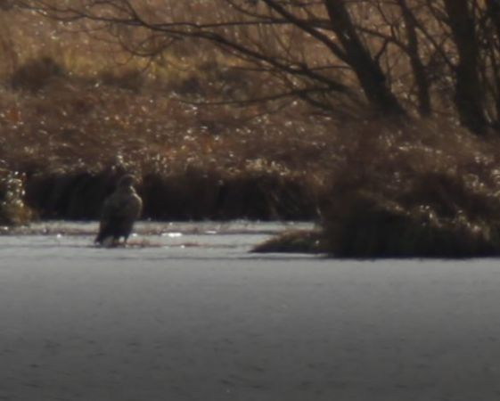 Pygargue à queue blanche  - Vincent Primault