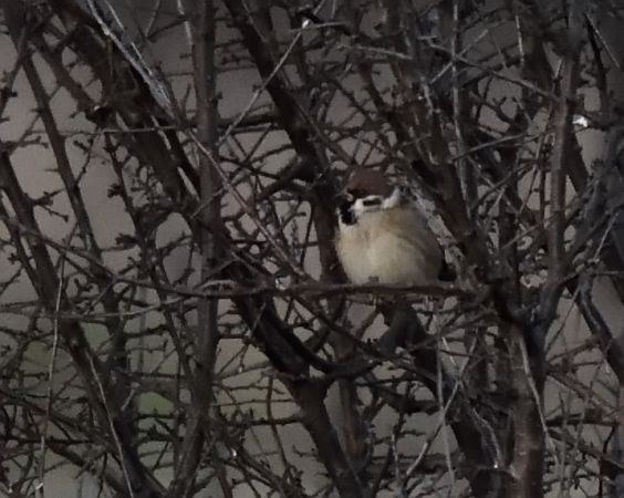 Moineau friquet  - Dominique Testaert