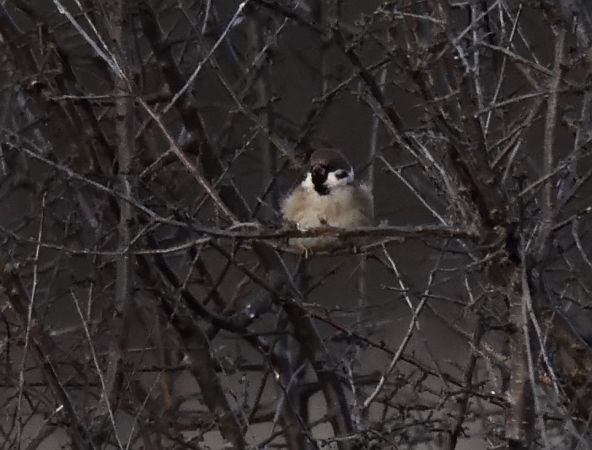 Moineau friquet  - Dominique Testaert