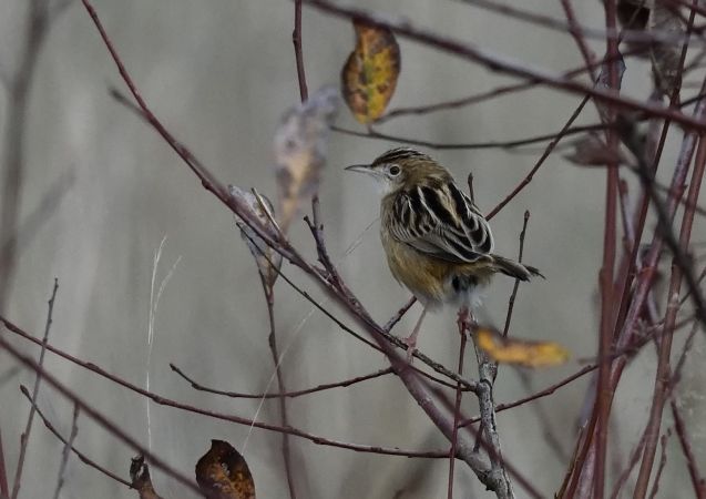 Cisticole des joncs  - Dominique Testaert