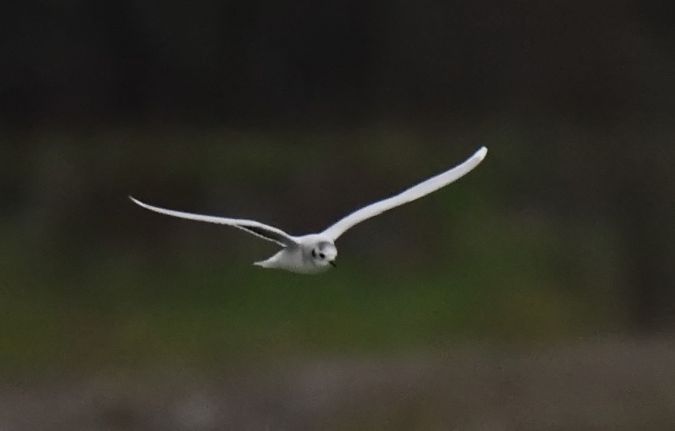 Mouette pygmée  - Dominique Testaert