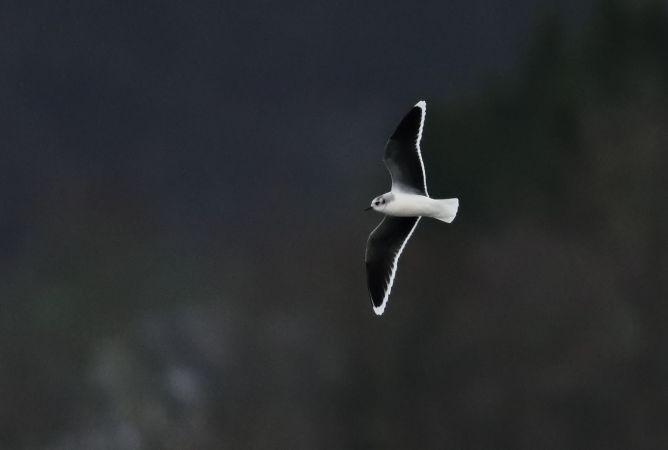 Mouette pygmée  - Dominique Testaert