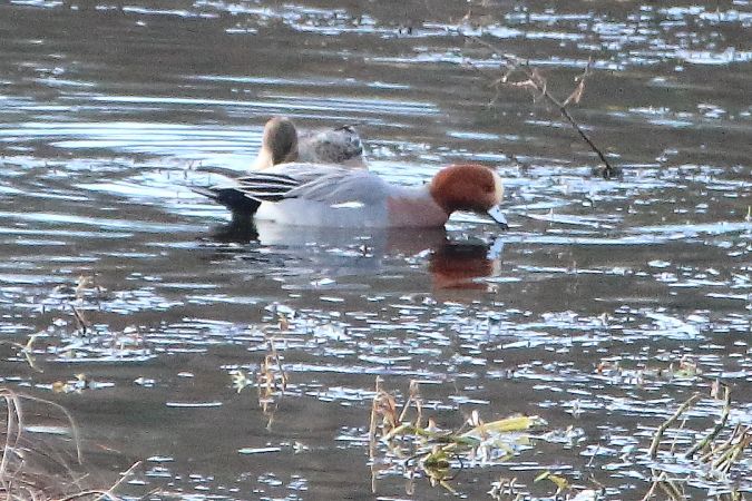 Canard siffleur  - Didier Dupont