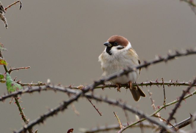 Moineau friquet  - Jean-Michel Bigaud