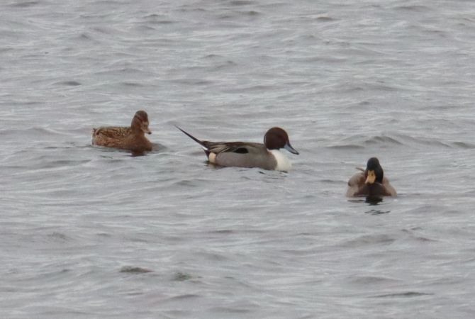 Canard pilet  - Jean-Pierre Toumazet
