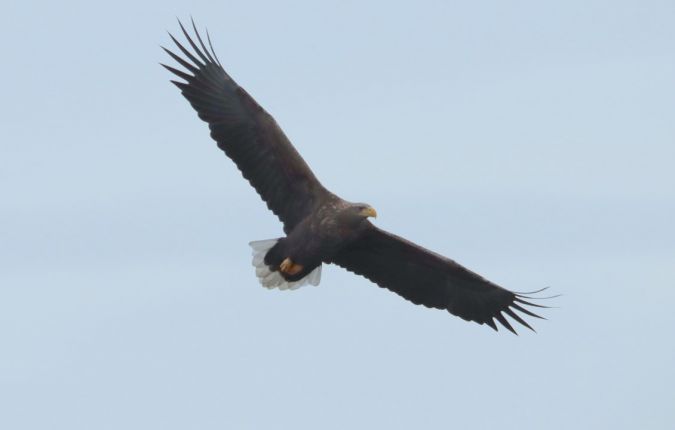 Pygargue à queue blanche  - Jean-Pierre Toumazet