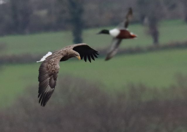 Pygargue à queue blanche  - Jean-Pierre Toumazet