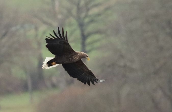 Pygargue à queue blanche  - Jean-Pierre Toumazet
