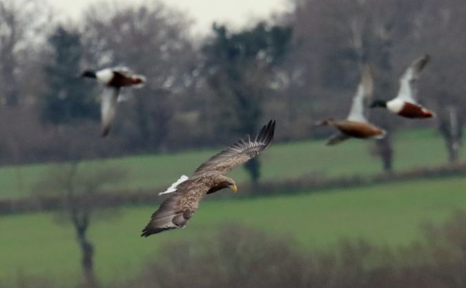 Pygargue à queue blanche  - Jean-Pierre Toumazet