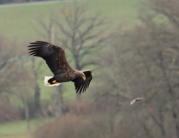Pygargue à queue blanche  - Jean-Pierre Toumazet