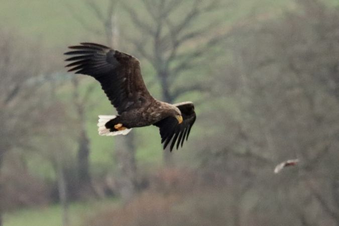 Pygargue à queue blanche  - Jean-Pierre Toumazet