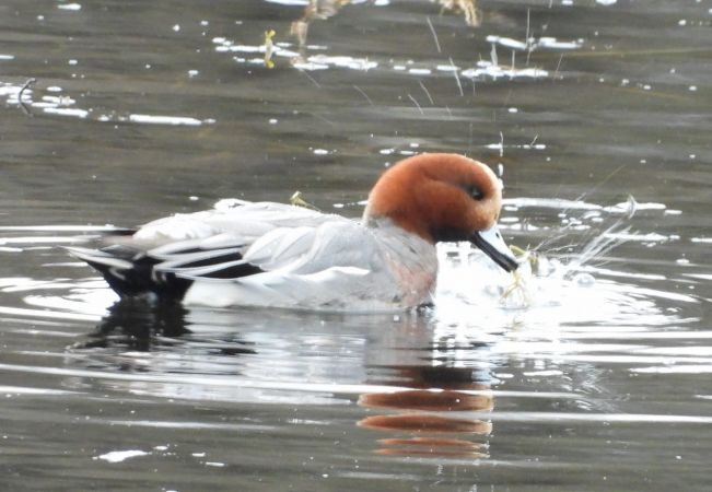 Canard siffleur  - Jean-Pierre Toumazet
