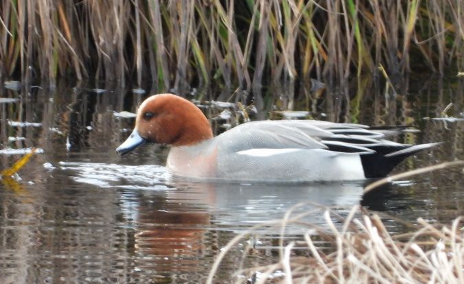 Canard siffleur  - Jean-Pierre Toumazet