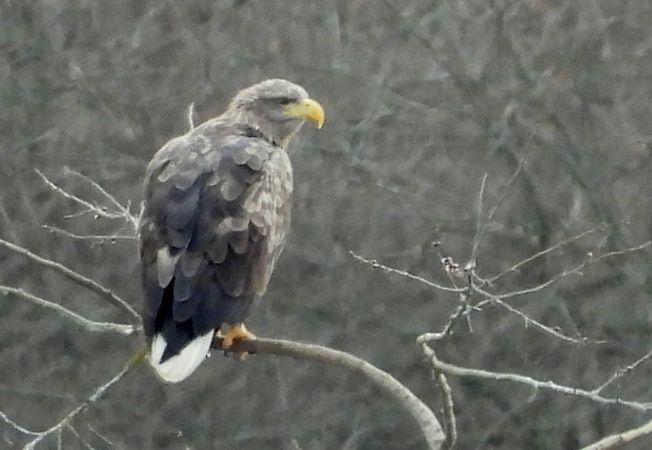 Pygargue à queue blanche  - Jean-Pierre Toumazet