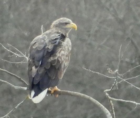 Pygargue à queue blanche  - Jean-Pierre Toumazet