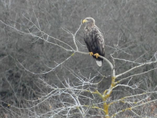 Pygargue à queue blanche  - Jean-Pierre Toumazet