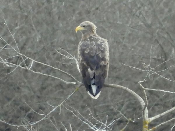 Pygargue à queue blanche  - Jean-Pierre Toumazet