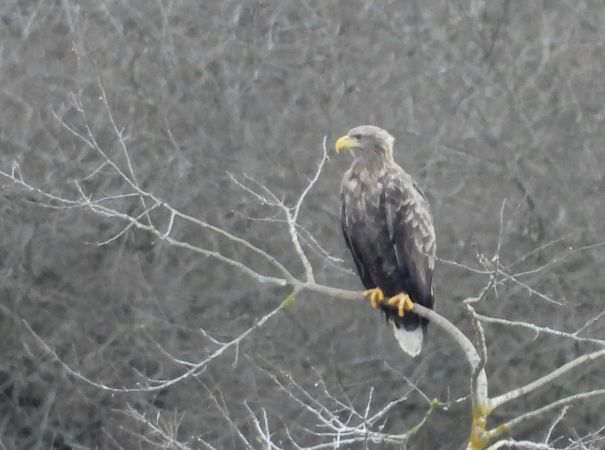Pygargue à queue blanche  - Jean-Pierre Toumazet