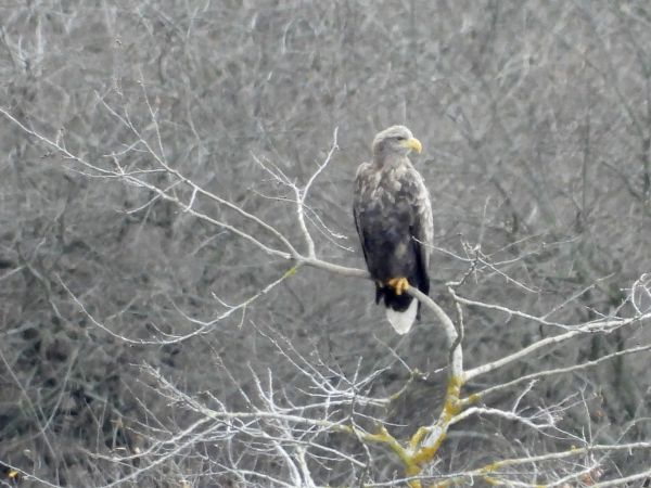 Pygargue à queue blanche  - Jean-Pierre Toumazet