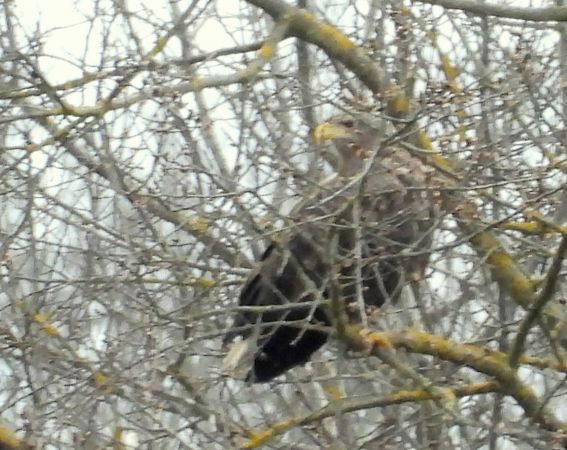 Pygargue à queue blanche  - Jean-Pierre Toumazet