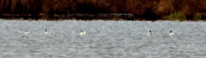 Avocette élégante  - Jean-Pierre Toumazet