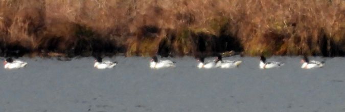 Tadorne de Belon  - Jean-Pierre Toumazet