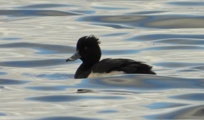 Fuligule morillon  - Jean-Pierre Toumazet