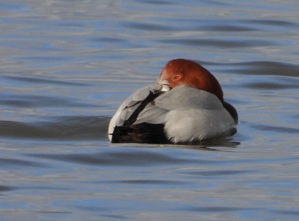 Fuligule milouin  - Jean-Pierre Toumazet