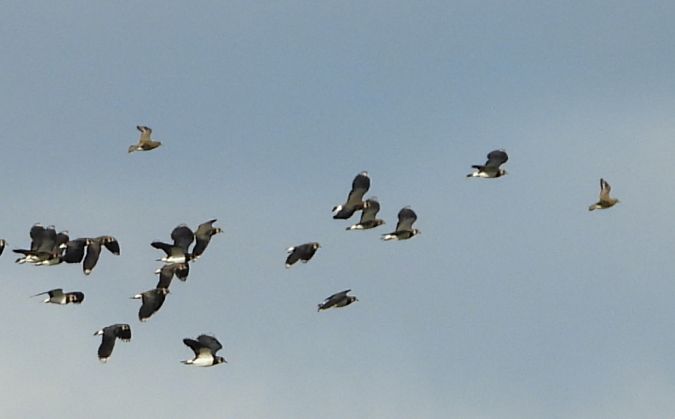 Pluvier doré  - Jean-Pierre Toumazet