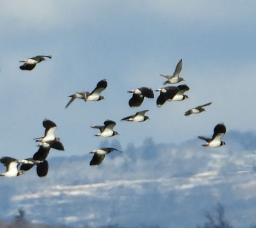 Pluvier doré  - Jean-Pierre Toumazet