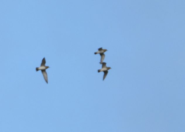 Pluvier doré  - Jean-Pierre Toumazet