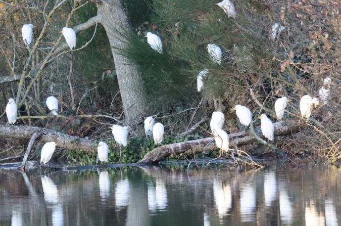 Héron garde-boeufs  - Jean-Pierre Toumazet