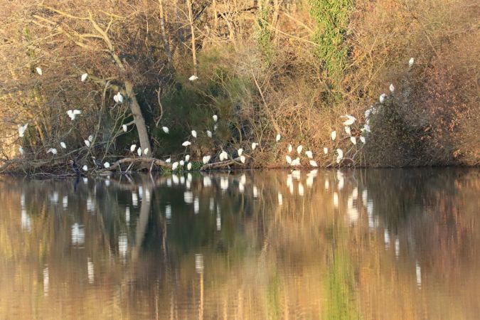 Héron garde-boeufs  - Jean-Pierre Toumazet