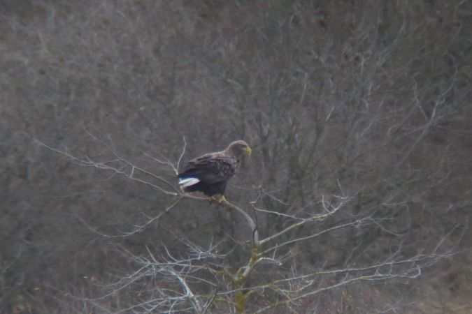 Pygargue à queue blanche  - Anthony Virondeau