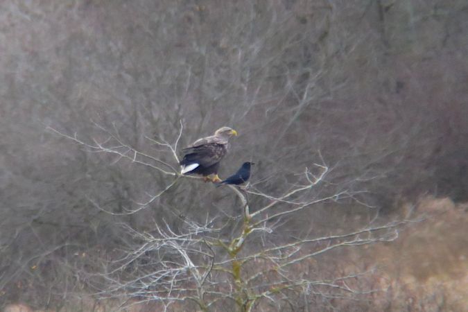 Pygargue à queue blanche  - Anthony Virondeau