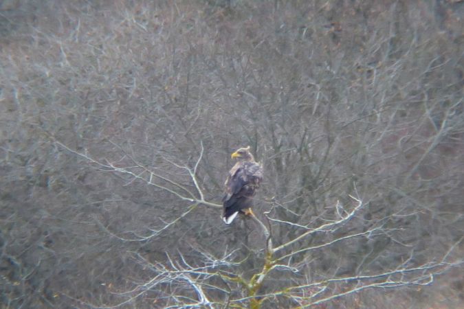 Pygargue à queue blanche  - Anthony Virondeau
