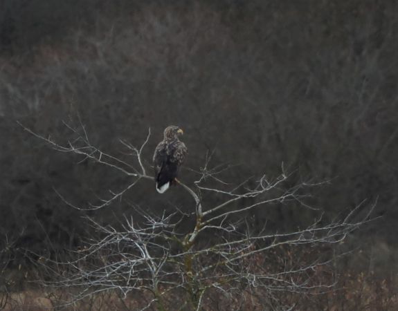 Pygargue à queue blanche  - Bernard Mergnat