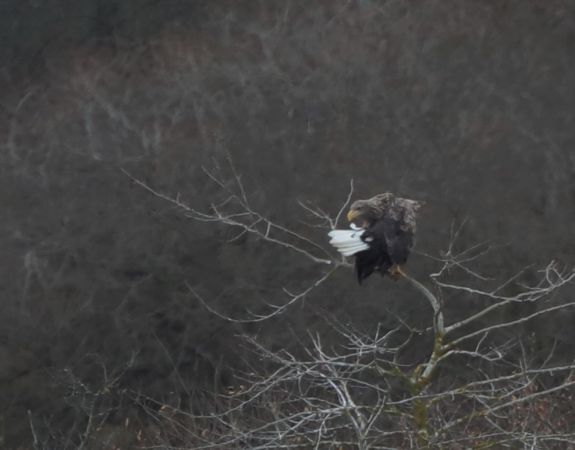 Pygargue à queue blanche  - Bernard Mergnat