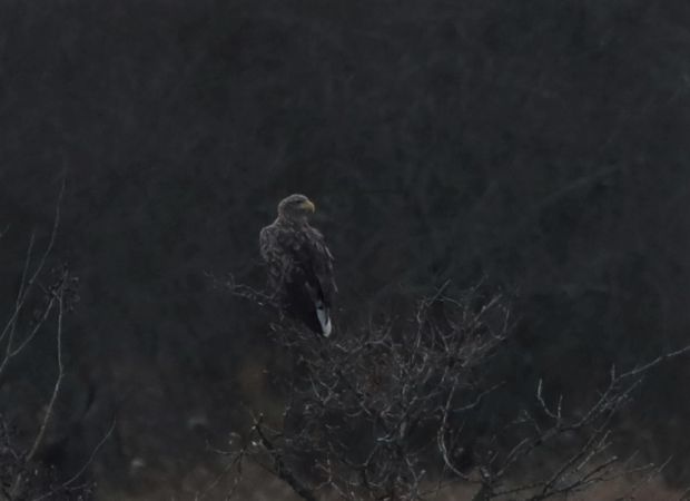 Pygargue à queue blanche  - Bernard Mergnat
