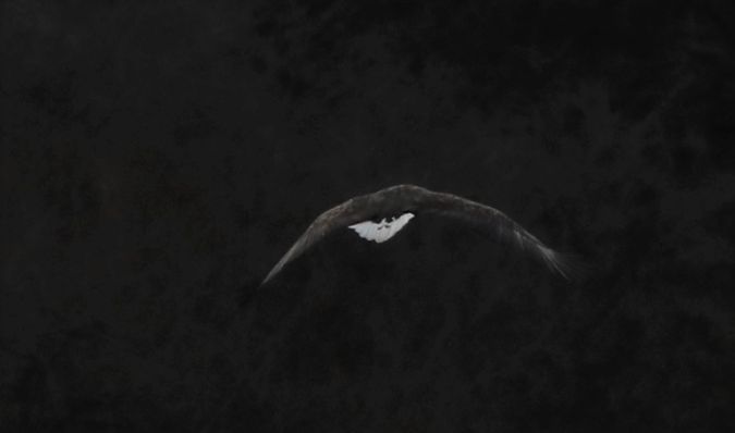 Pygargue à queue blanche  - Bernard Mergnat