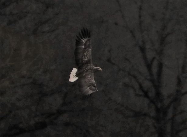 Pygargue à queue blanche  - Bernard Mergnat