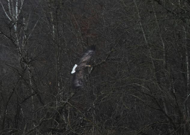 Pygargue à queue blanche  - Bernard Mergnat
