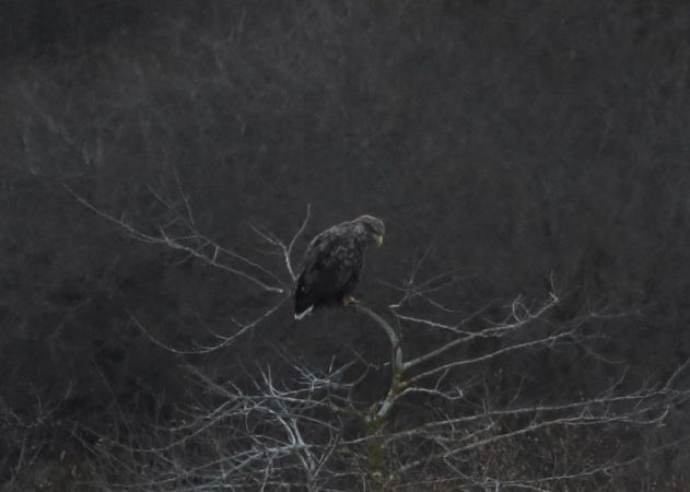 Pygargue à queue blanche  - Bernard Mergnat